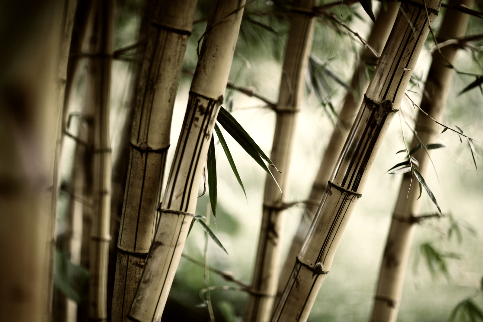 Bamboo1