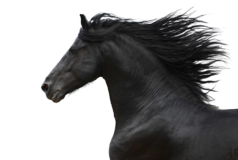 BlackHorse